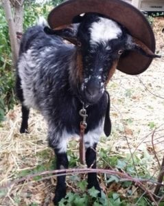 Akubra On A Goat @jag.paterson